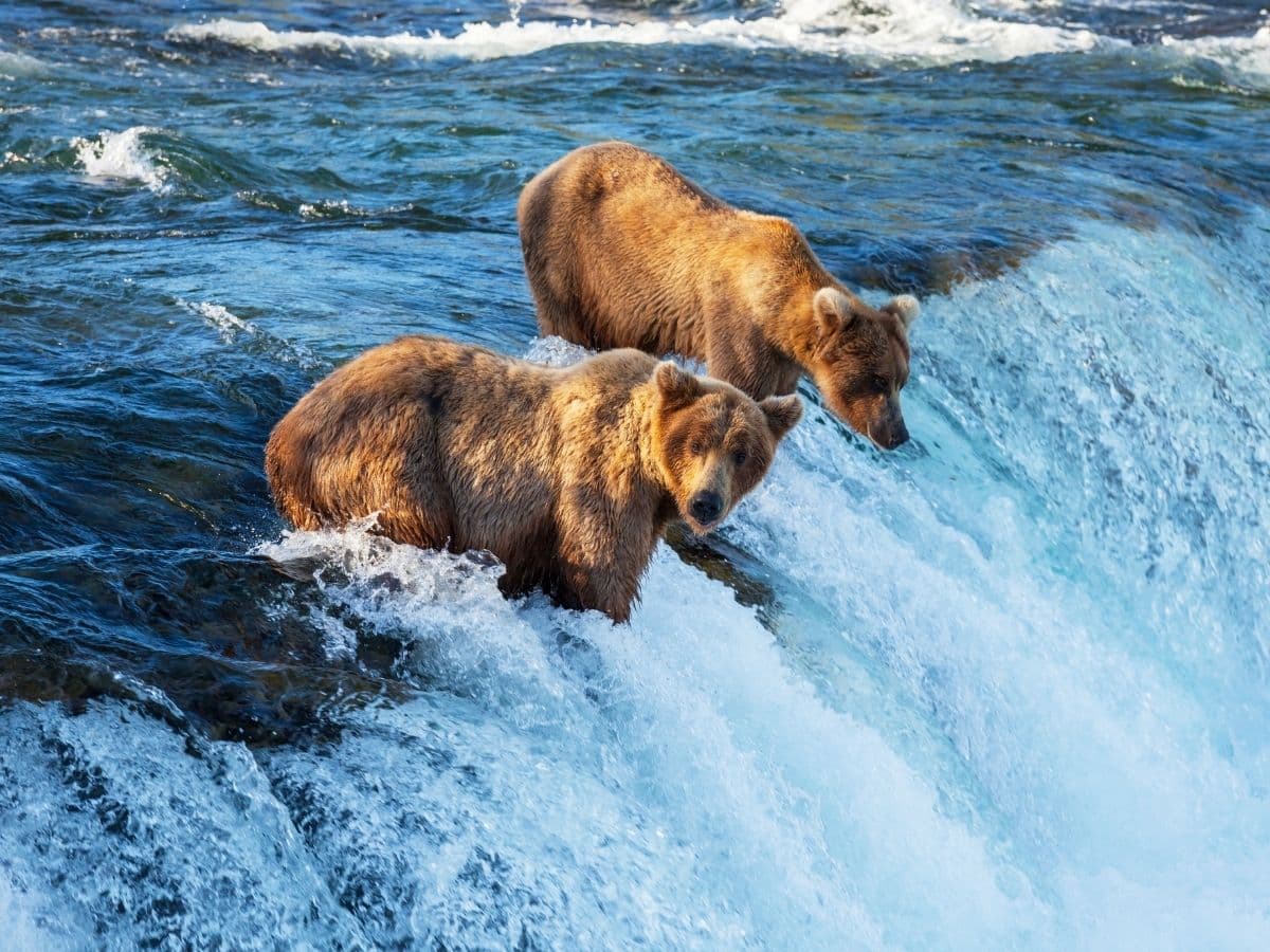 ALASKA - Concierge Sınıfı Kabin - 6