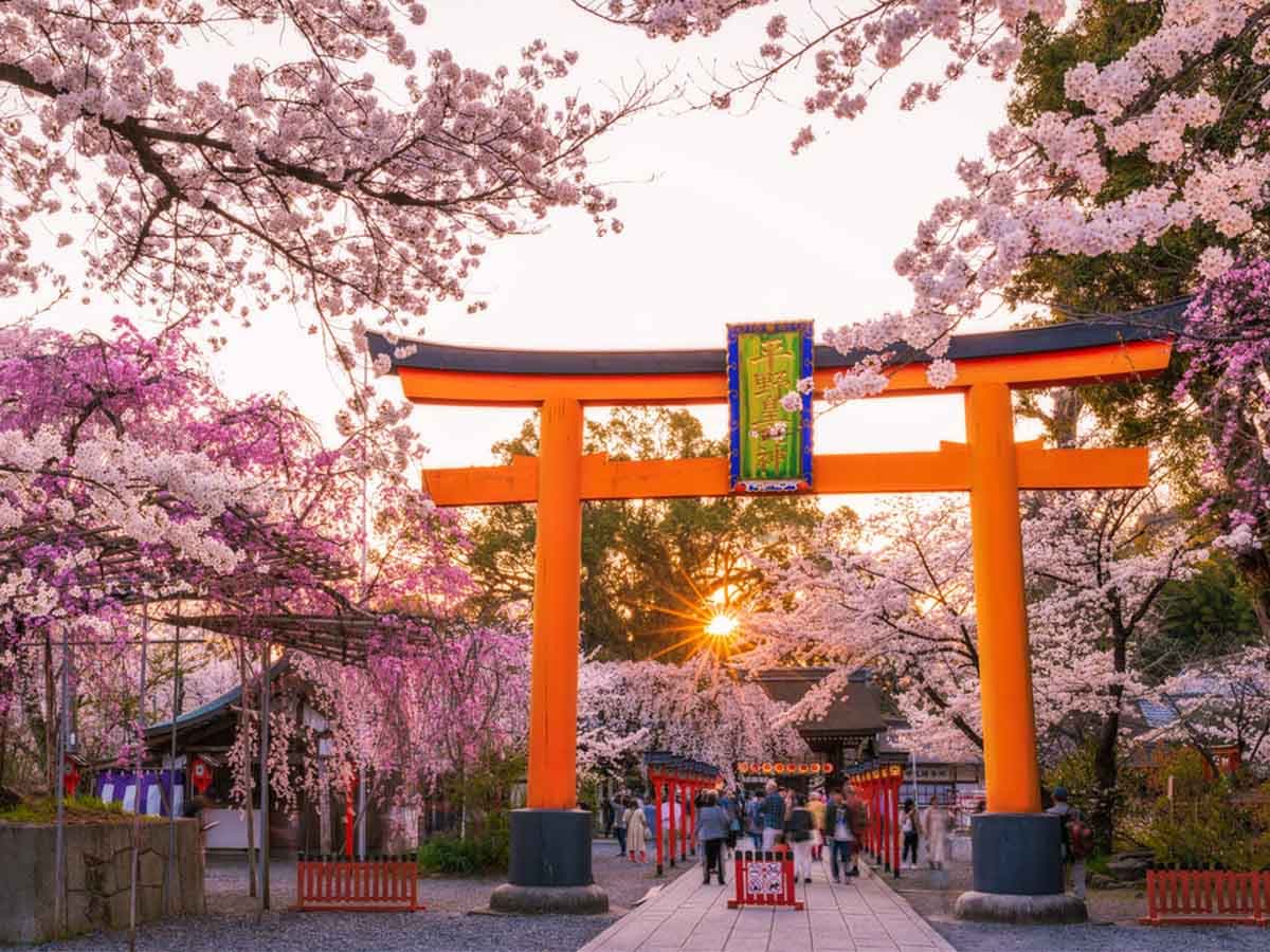 SAKURA ZAMANI JAPONYA - BUSINESS