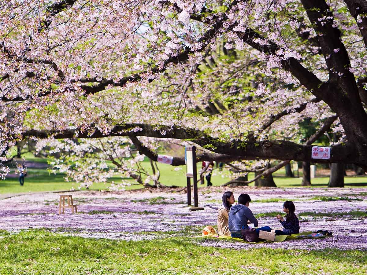 SAKURA ZAMANI JAPONYA - KUTUP YILDIZI - 16