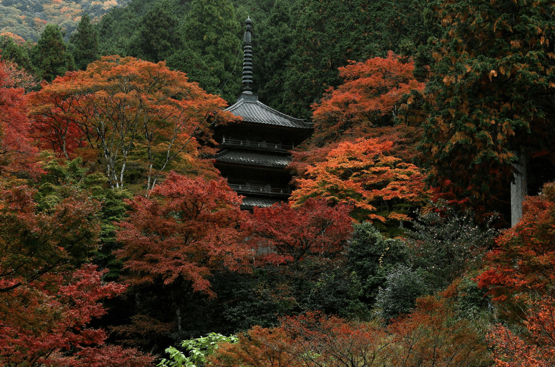 KOYO ZAMANI JAPONYA - KUTUP YILDIZI - 3